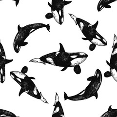 Seamless pattern of hand drawn sketch style killer whales isolated on white background. Vector illustration. © Ecaterina Sciuchina