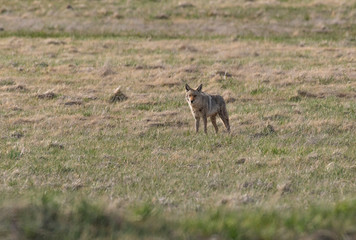 Naklejka na ściany i meble A Coyote Scavenging for Food in a Field
