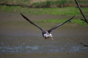 gans im flug