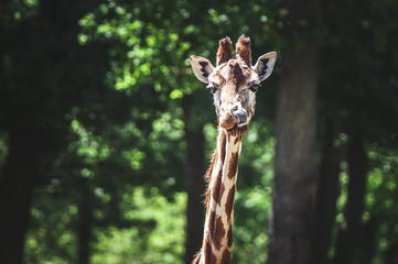 Portrait de girafe