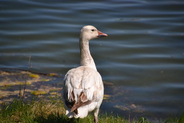 Snow Goose