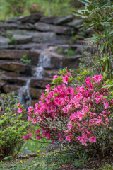 Pink azalea bush with waterfall in background