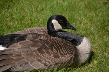 Canadian Goose Resting