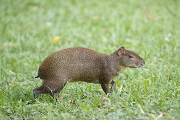 Central American Agouti
