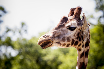 Girafe