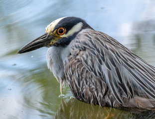 Night Heron