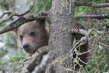 Cute Brown Bear Cub Hiding In Tree © Mark Kostich