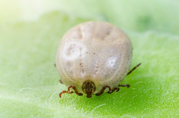 A dangerous parasite and infection carrier mite sitting on a green leaf
