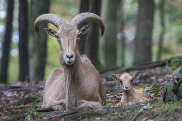 Aoudad (Barbary Sheep) Mother and Baby Lamb