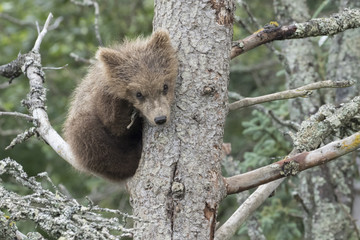 Shy Baby Brown Bear Alone in Pine Tree