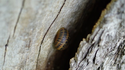 a snail clinging to tree trunks