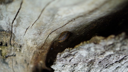 a snail clinging to tree trunks