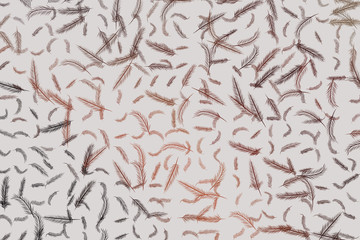 Illustrations of feather. Style, digital, cover & effect.