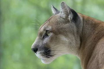 Deurstickers Cougar / Mountain Lion kijken naar prooi © Mark Kostich