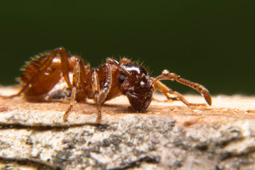 red ant