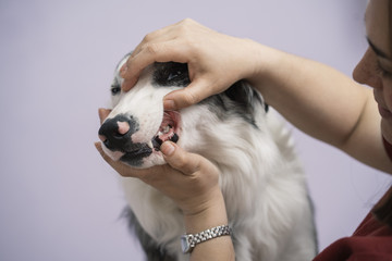 Veterinarian examining a dog border collie