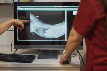 Veterinarian examining a dog radiography