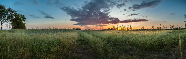 Panorama Getreidefeld in Brandenburg mit Sonnenuntergang