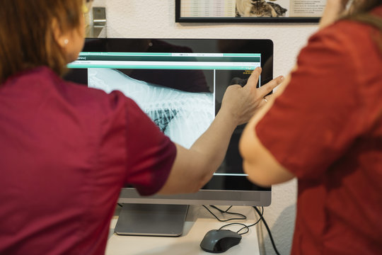 Veterinarian examining a dog radiography