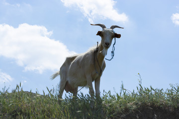 Fototapeta premium Curios goat