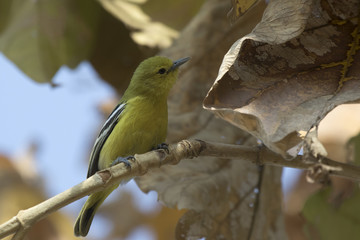 Common Iora that sits in the tree crown among dry and living leaves