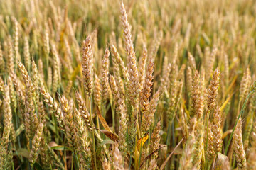 Fototapeta premium wheat