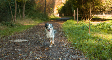 Cute smiling Australian shepherd dog outside in beautiful colorful autumn - Hund, Australian Shepherd