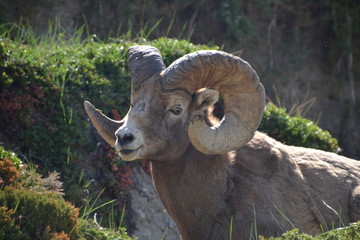 Bighorn Sheep