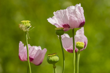 Opium poppy flowers, Papaver somniferum.