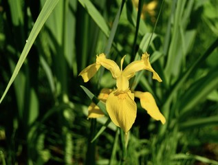 Bright flower of a yellow flag iris in a meadow.