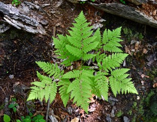 Green fronds of a bracken fern in a forest.