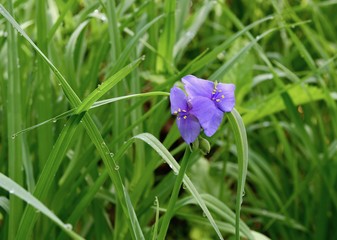 Twin blue flowers of a spiderwort plant with green leaves.