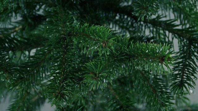 Rain Dripping Off Tree Branches Closeup