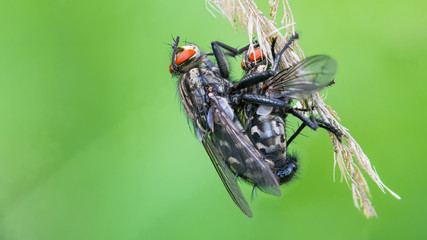 Couple of European common flesh flies. Sarcophaga carnaria. Beautiful natural close-up of two mating insects on a dry grass stalk. Vivid green spring background. Great depth of field. Selective focus.