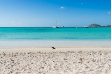 Beautiful Beach in the Caribbean