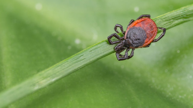 Deer tick sleeping on grass stalk. Ixodes ricinus. Natural green background with blank copy space. The dangerous parasite transmits infections such as encephalitis and Lyme disease. Selective focus.