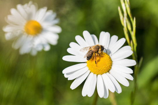 White marguerite and European honey bee. Leucanthemum vulgare. Apis mellifera. Beautiful honeybee close-up when pollinating the sunlit ox-eye daisy. Grass in a spring green background.