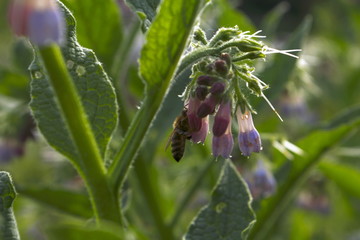 Biene im Profil oder Profilbiene?
