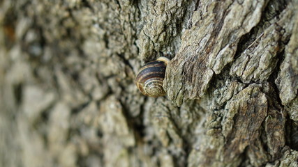 a snail clinging to tree trunks