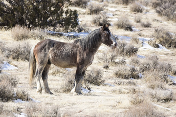 Obraz na płótnie Canvas Wild horse among sagebrush in the desert