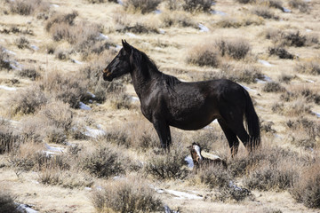 Fototapeta na wymiar Wild horse among sagebrush in the desert