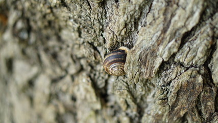 a snail clinging to tree trunks