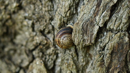 a snail clinging to tree trunks
