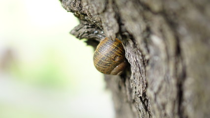 a snail clinging to tree trunks