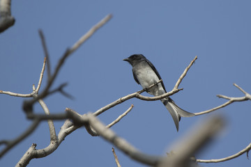 White-bellied drongo who sits on a dry branch in the crown of a tree on a sunny afternoon