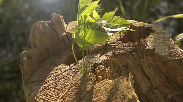 Rebirth of a new life. The plant grows from an old rotten stump