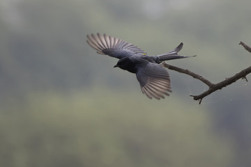 black drongo which flies from a dry branch of a tree at the edge of the forest
