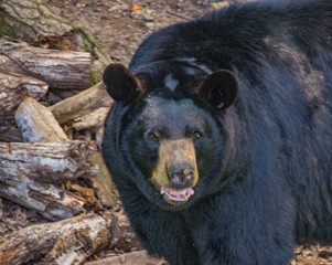 Black Bear of western North Carolina