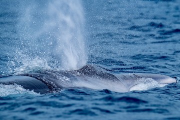 A fin whale surfaces with a huge spout of breath