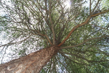 Looking up a tree